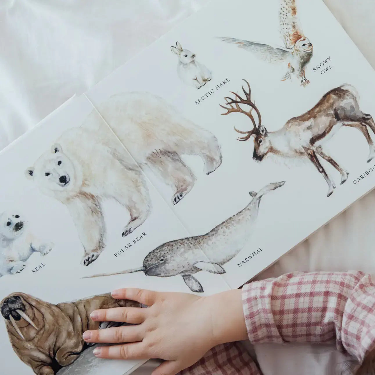 Our Big Book of Animals